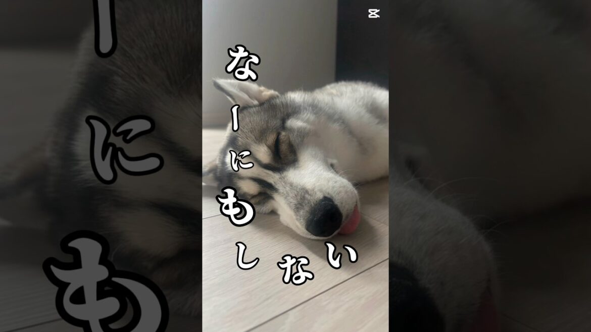 何もしたくないハスキー♡#shorts #siberianhusky #dog #funny #シベリアンハスキー #ハスキー #赤ちゃん #かわいい #おもしろ