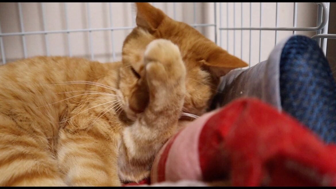 良いカメラで猫ちゃんを激写#63