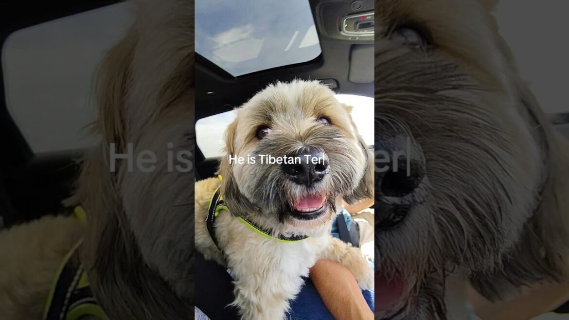 Tibetan Terrier dog travel by car #dog #tibetanterrier