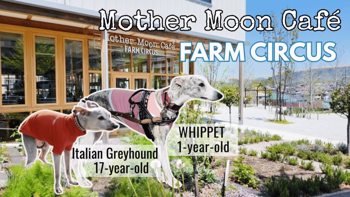 ウィペットそなた1才とイタグレ ミント17才と行くマザームーンカフェ×ファームサーカス&森散歩/ 1-year-old Whippet & 17-year-old Iggy Enjoy a Cafe ウィペットそなた1才とイタグレ ミント17才と行くマザームーンカフェ×ファームサーカス&森散歩/ 1-year-old Whippet & 17-year-old Iggy Enjoy a Cafe