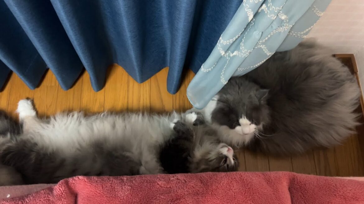 【ラブ❤️】大好きなお兄ちゃんが寝ていても、強引に甘えるノルウェージャンフォレストキャットwww 【ラブ❤️】大好きなお兄ちゃんが寝ていても、強引に甘えるノルウェージャンフォレストキャットwww