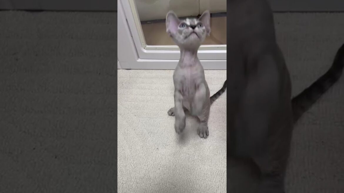 可愛いお顔のデボンレックス　ホワイト（くるくる巻き毛）