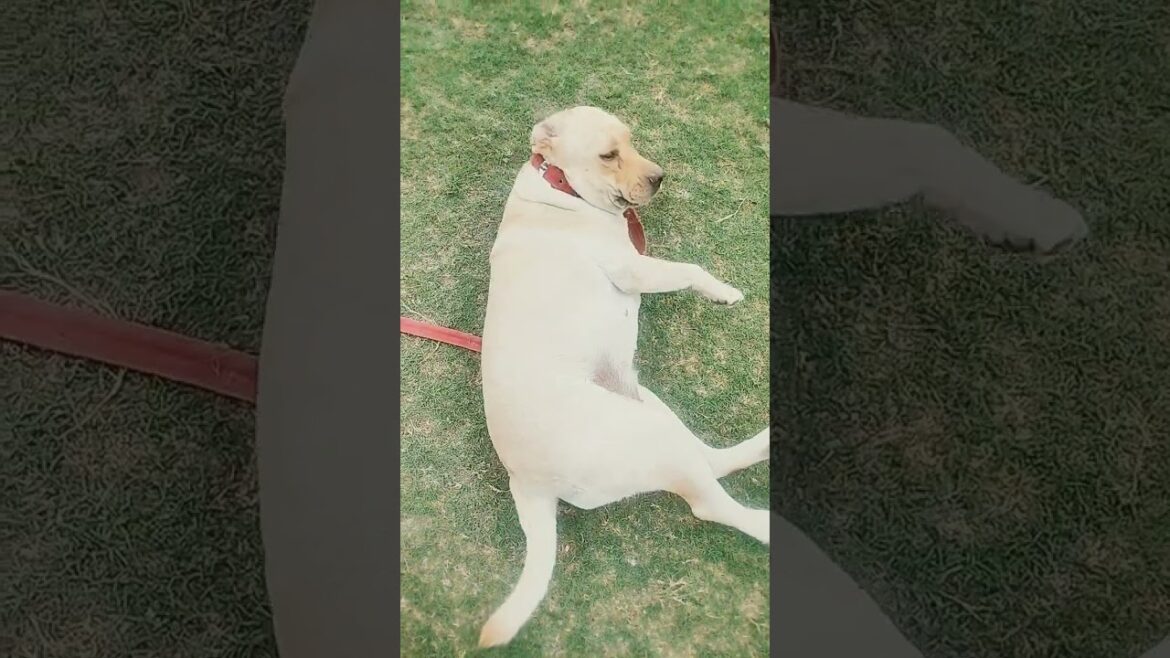 dil se sun liya #beautiful #fashiontrends #youtubeshorts #labrador#cute  #summerfashion #pets #love