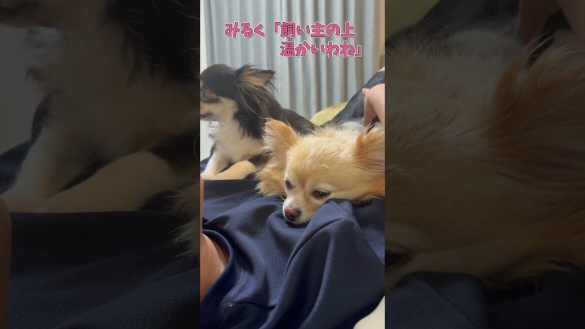 飼い主の上が居心地いチワワが可愛い　#ロングコートチワワ　#犬 #犬好きさんと繋がりたい #犬と猫どっちも飼ってると毎日たのしい #多頭飼い
