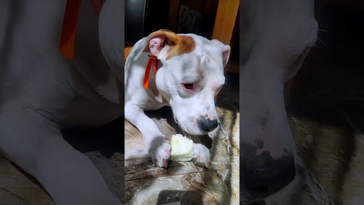 How does cabbage sound?  #amstaff #marsy #respect #puppy #dog #americanstaffordshireterrier #pets