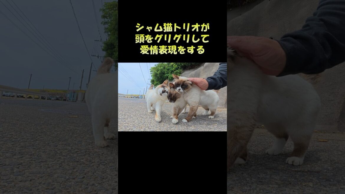 シャム猫トリオが頭をグリグリして愛情表現をする #猫 #ネコ #cat