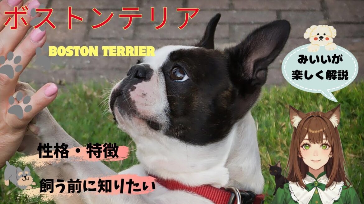 【ボストンテリア】の性格や特徴、歴史や飼い方のポイント完全ガイド！ボストンテリアとの最高の暮らし方を「みいい」が楽しく解説♪＃ボストンテリア #犬  #わんこラボ  #ペット  #犬のいる暮らし
