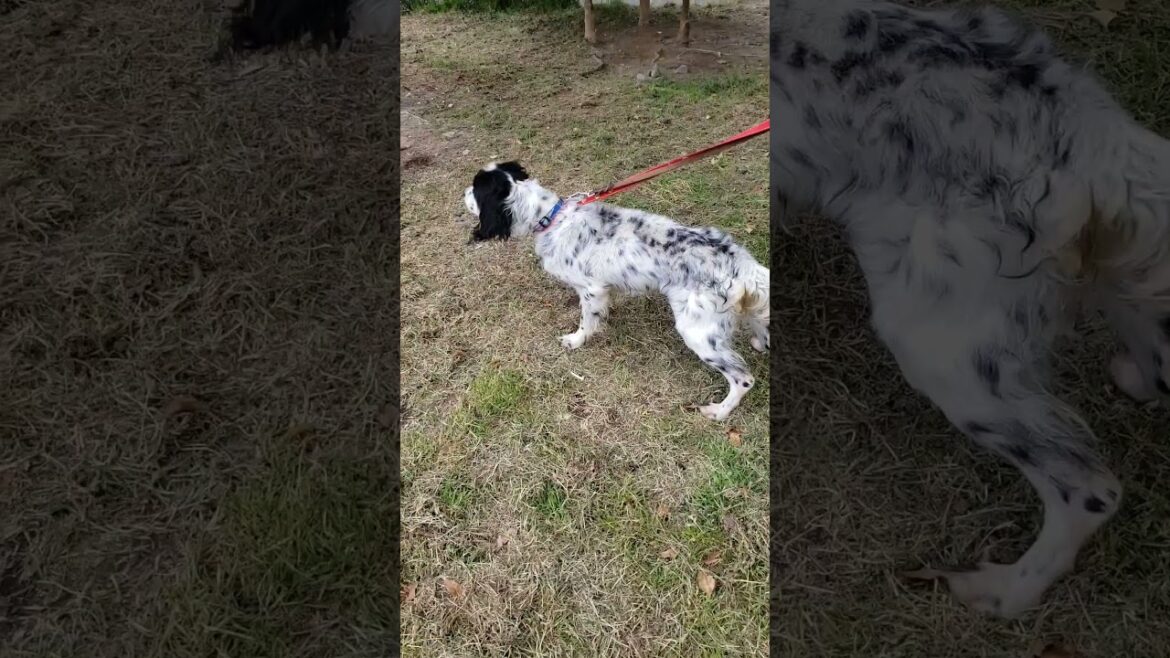 GUNDOG RESCUE CACI名もないセッター生きていた証