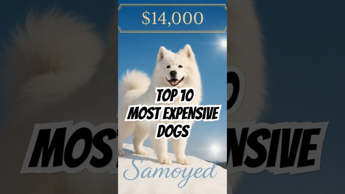Top 10 Most Expensive Dogs in the World (2025) – These Breeds Cost a Fortune #LuxuryDogs #DogLovers