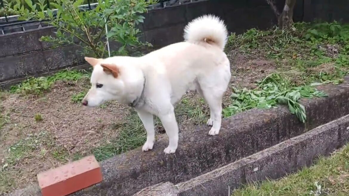 2025年6月2日 ちょっと雨が降ってきました。