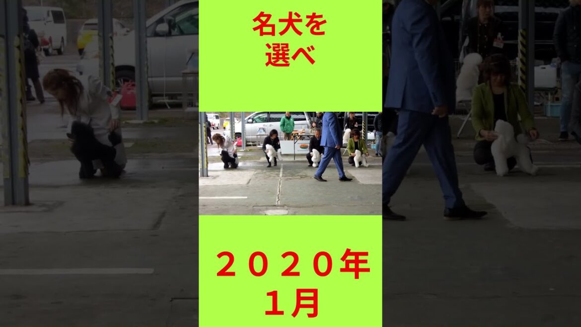 名犬を選べ＃ドッグショー＃プードル