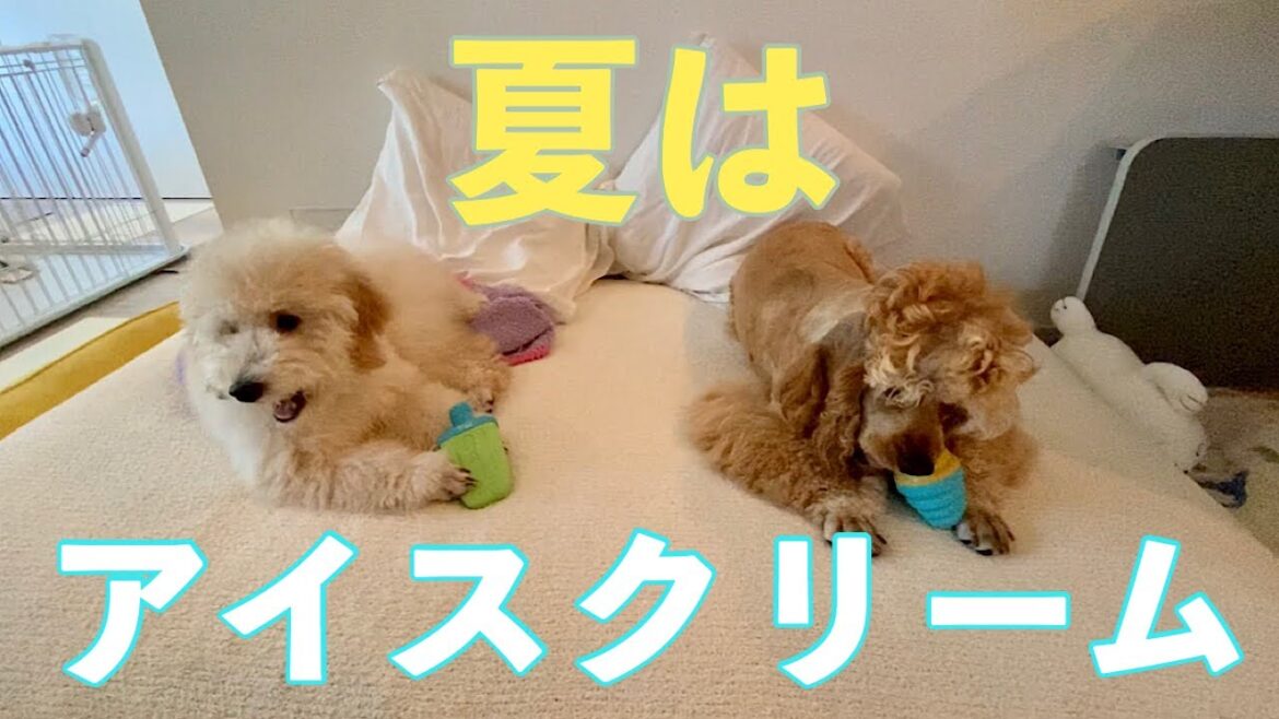 2020年夏に買うべきおもちゃはコレ  冷たいアイスクリームで決まり 子犬の玩具【アメリカンコッカースパニエルとトイプードル】American Cocker Spaniel  Toy Poodle 2020年夏に買うべきおもちゃはコレ  冷たいアイスクリームで決まり 子犬の玩具【アメリカンコッカースパニエルとトイプードル】American Cocker Spaniel  Toy Poodle