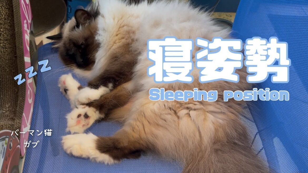 バーマン猫ガブ【寝姿勢】Sleeping position（バーマン猫）Birman/Cat