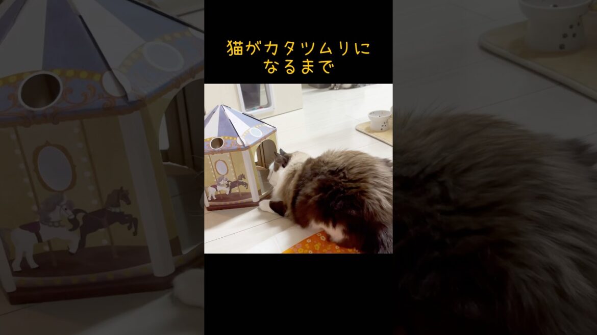 【猫動画】かたつむり？#shorts #猫 #ラグドール ＃でぶ猫