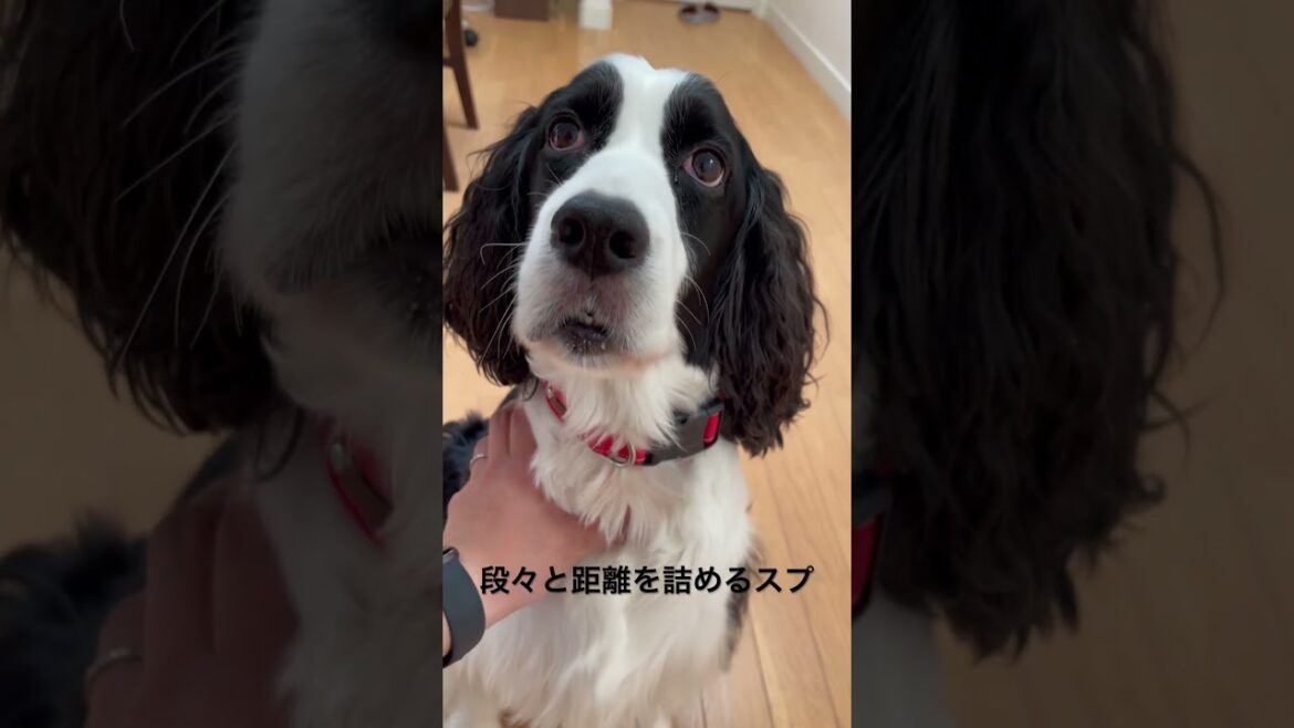 撫でられたくて、距離を詰めてくるスプリンガースパニエル
