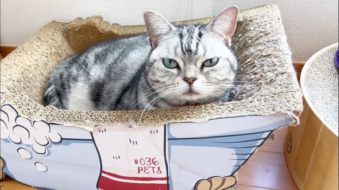 アメリカンショートヘアあいちゃんの一日ルーティン。 アメリカンショートヘアあいちゃんの一日ルーティン。