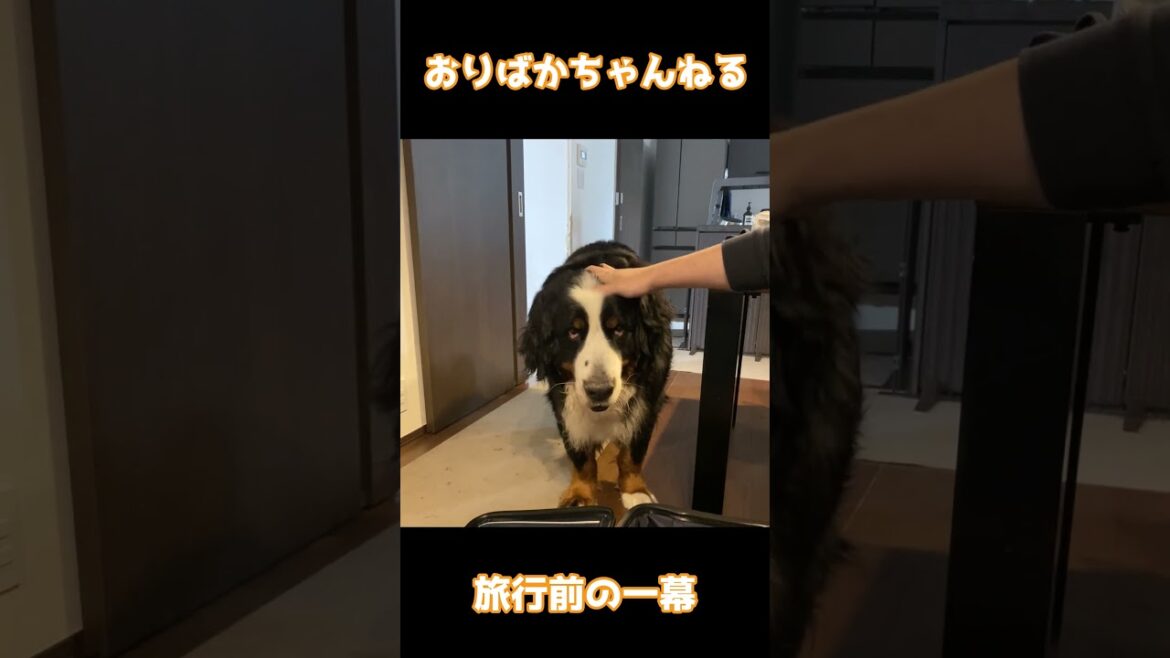 お出かけの準備に警戒するバーニーズマウンテンドッグのオリバー #バーニーズマウンテンドッグ #bernesemountaindog
