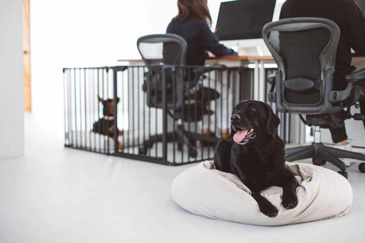 オフィスでのペット同伴をより安全に！Dog Friendly Office Projectの新たな取り組み | 株式会社フリーステッチのプレスリリース