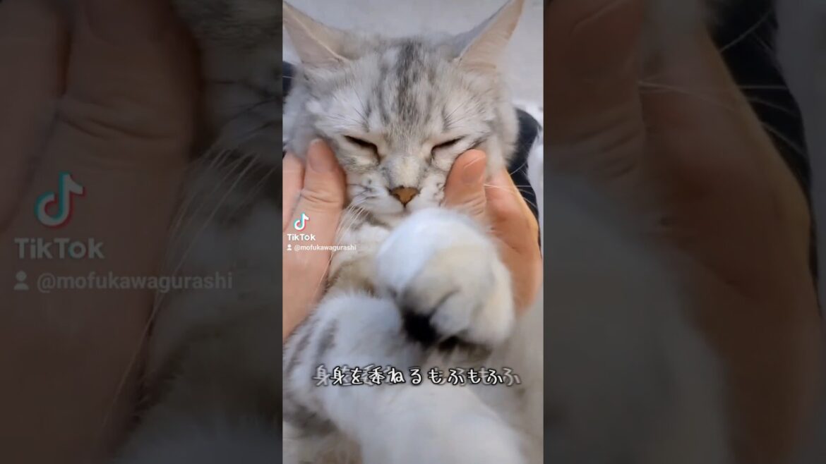 身を委ねるもふもふ｜キンカローのルル #cat #猫のいる生活 #shorts