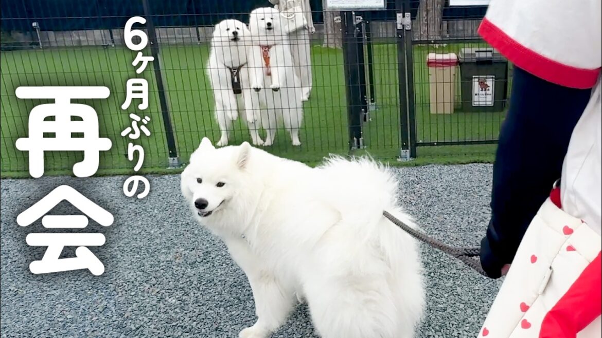 ずっと不仲だった兄弟犬と半年ぶりに再会すると愛犬のまさかの行動に嬉しくなりました…! ずっと不仲だった兄弟犬と半年ぶりに再会すると愛犬のまさかの行動に嬉しくなりました…!