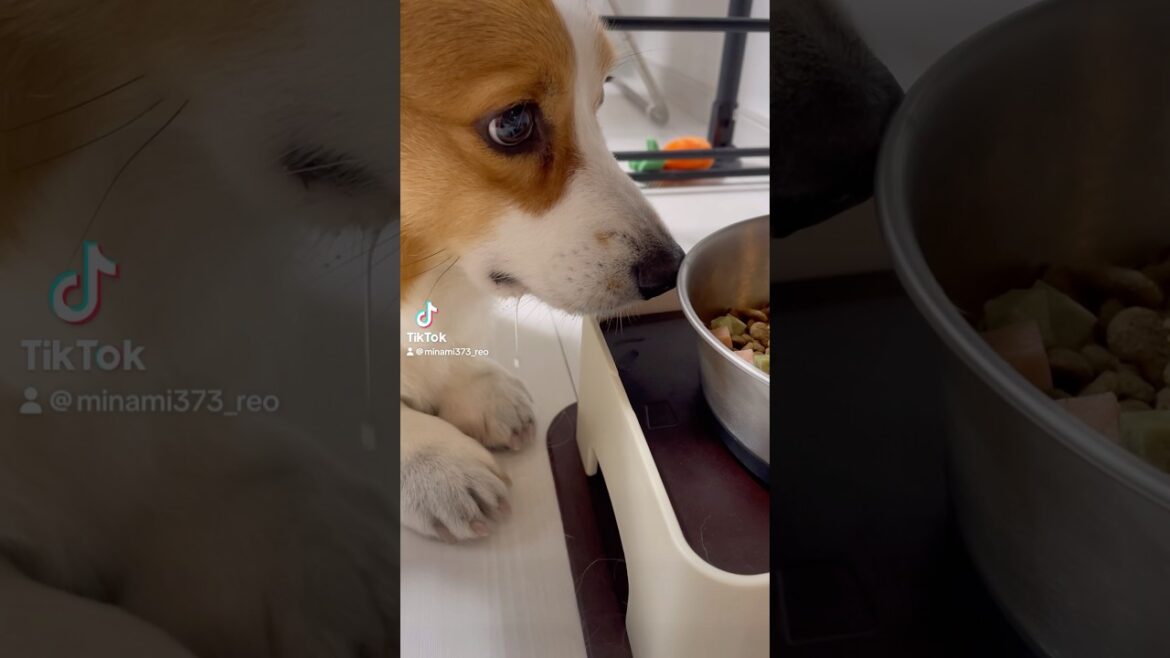 ヨダレ…ごめん！可愛い#コーギー#コーギー犬#コーギーのいる暮らし #犬 #犬のいる暮らし #犬のいる生活 #corgi #dog