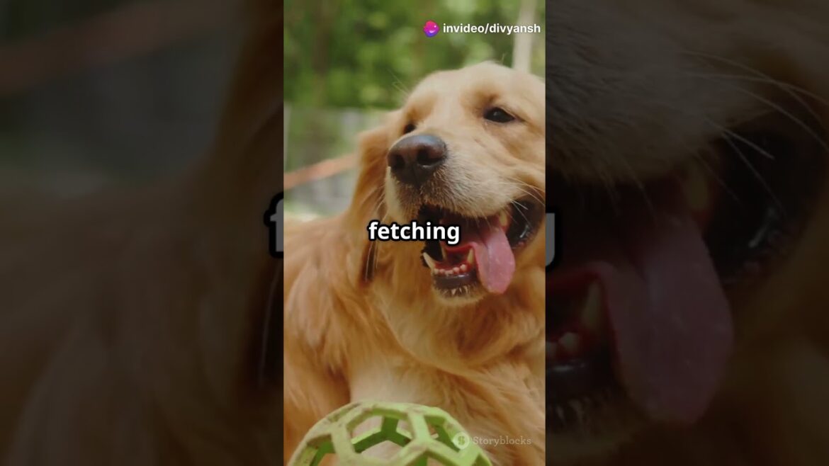 Top 5 most loyal dog breeds in the world