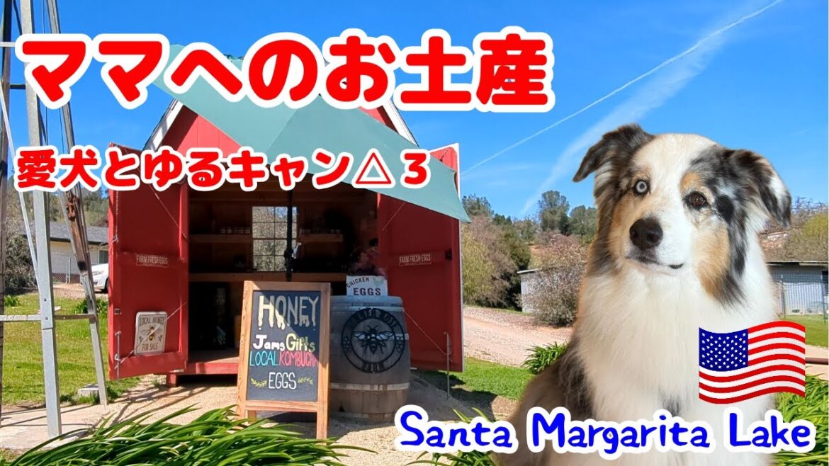 愛犬とゆるゆるキャンプ最終日【オーストラリアンシェパード】