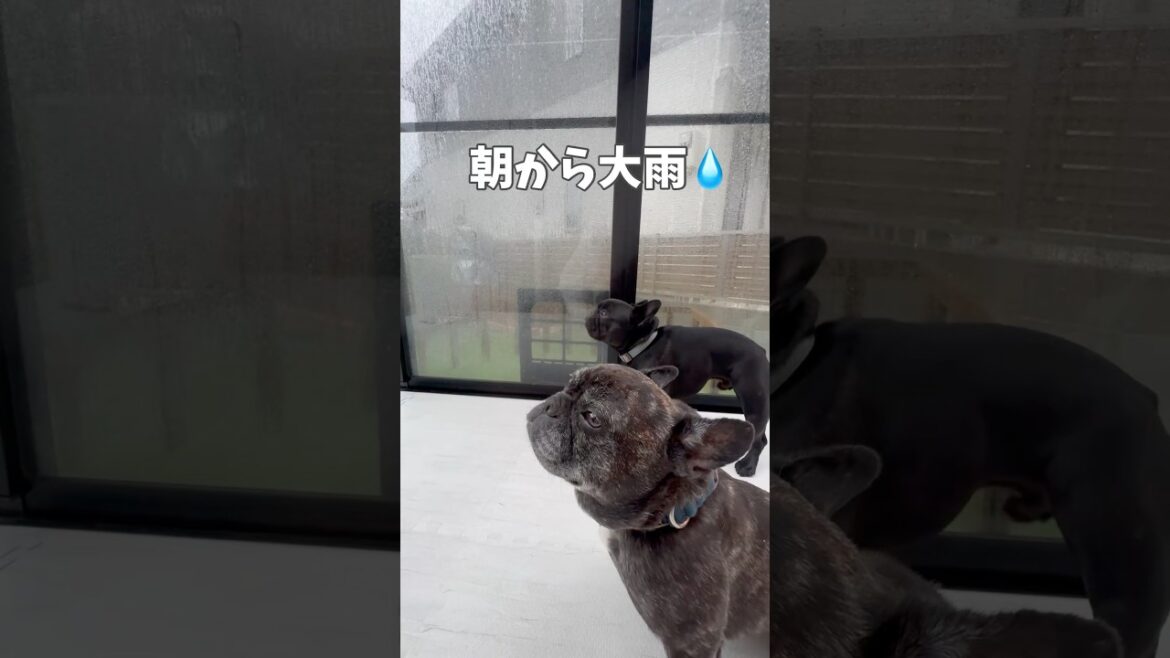 雨の日のトイレ事情💦#shorts#shortsvideo #frenchbulldog#frebull#フレンチブルドッグ#フレブル6兄弟 #フレブル多頭飼い