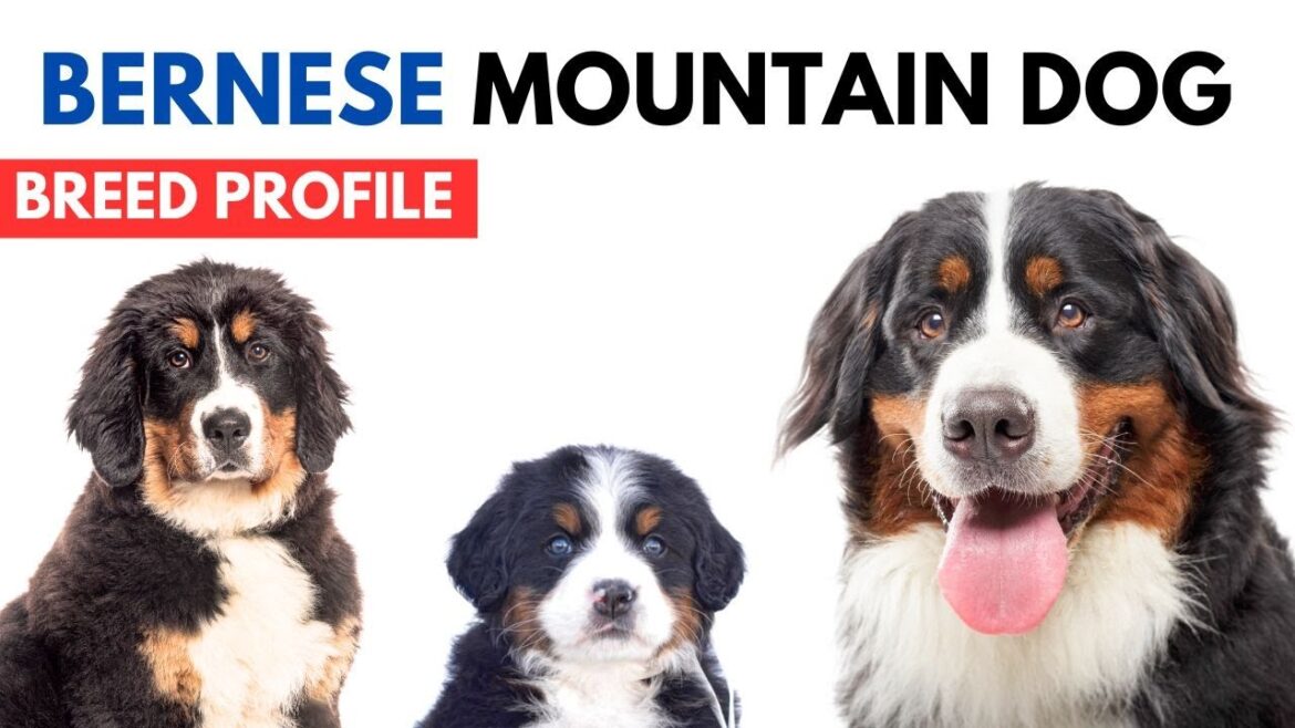 バーニーズ・マウンテン・ドッグの品種プロフィール 歴史 - 価格 - 特徴 - バーニーズ・マウンテン・ドッグのグルーミングの必要性