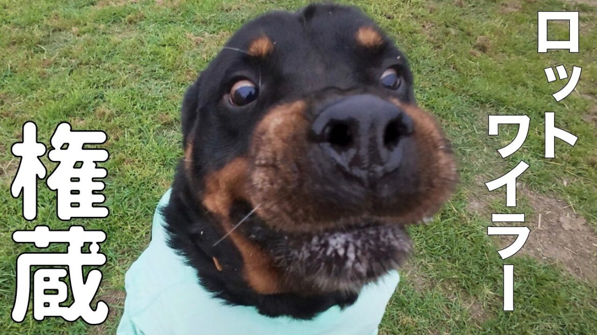 【ロットワイラー】権蔵くんとぶらり散歩 【ロットワイラー】権蔵くんとぶらり散歩