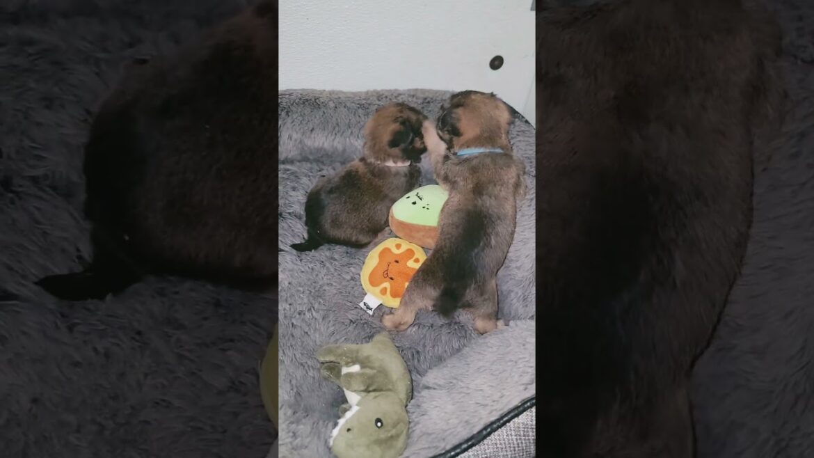 Brussels griffon puppies #puppy #brusselsgriffon br