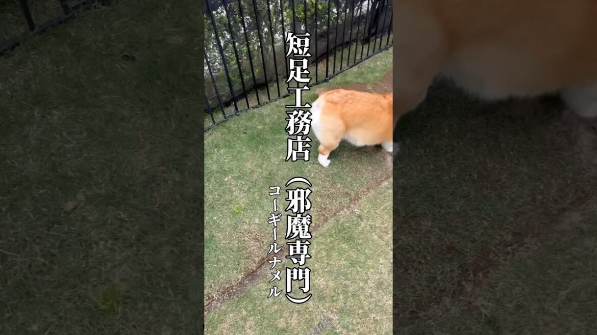 短足工務店（邪魔専門）#コーギー #コーギールナメル #コーギー多頭飼い #corgilove #corgi