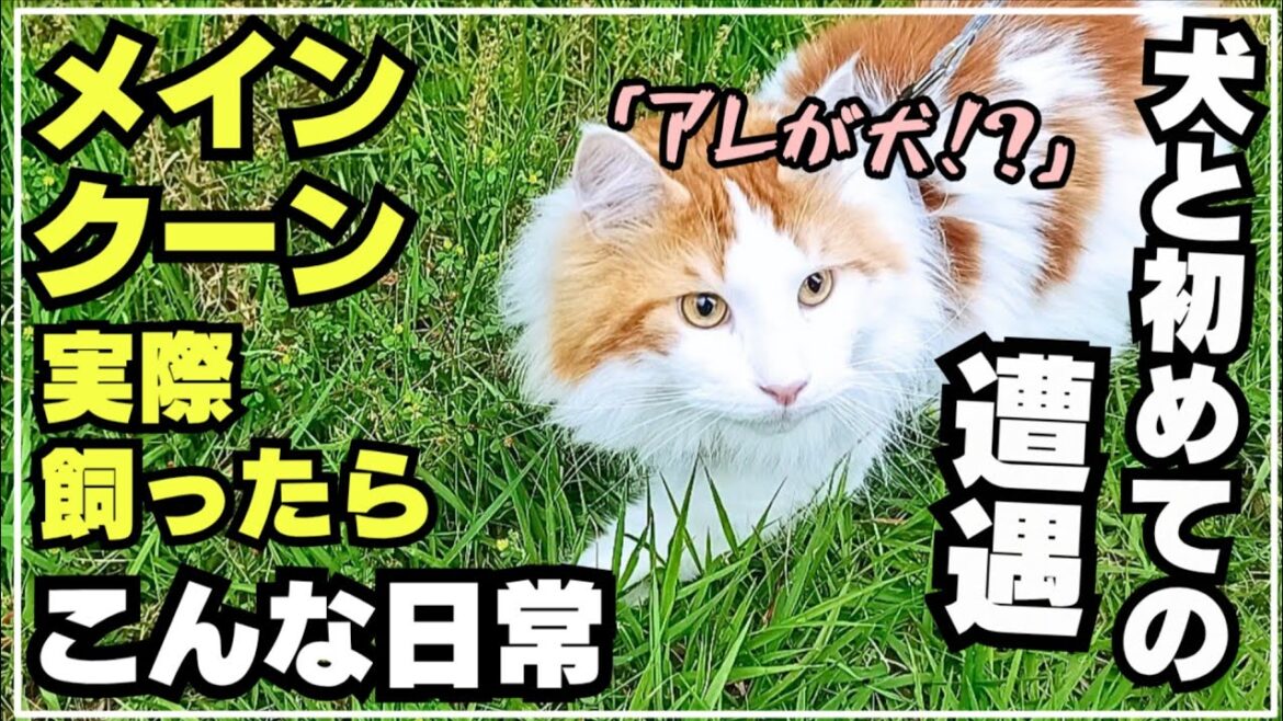 大型猫メインクーン、猫生初の犬と遭遇。反応が意外過ぎた! 大型猫メインクーン、猫生初の犬と遭遇。反応が意外過ぎた!