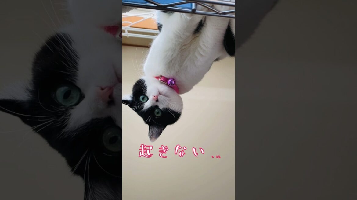 【KIKI】起きてくれるまで健気に待つ猫#猫 #cat #おはよう #shorts