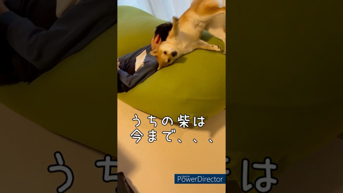 【浮気柴】誰でもいいのか？豆柴アオと柴犬委員会  mameshiba AO & shiba inu committee #Shorts#柴犬 #豆柴#愛犬 #癒し#柴犬のいる生活