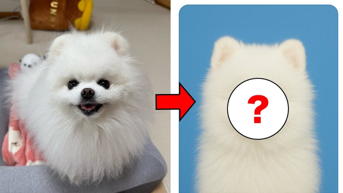 パスポートを作ったポメラニアン パスポートを作ったポメラニアン