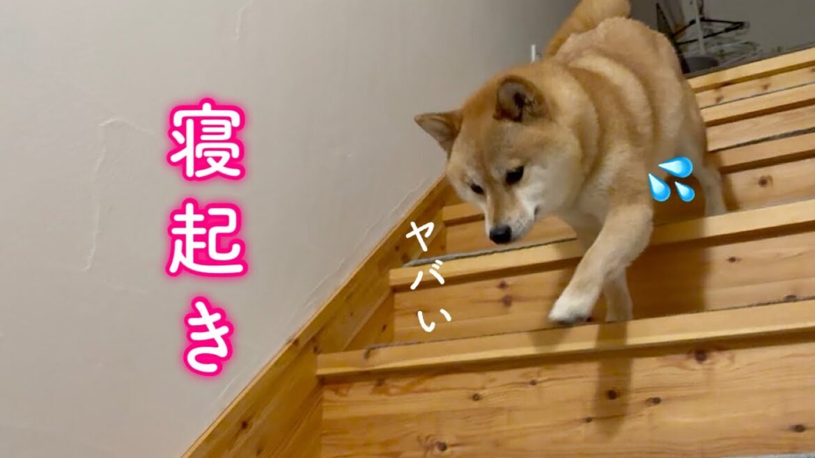 寝室で先に寝てたのをバレないように慌てて1階に戻る柴犬が可愛い