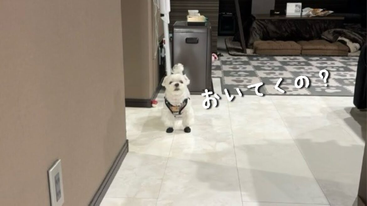 ツンデレすぎる犬を見捨てる事にしました