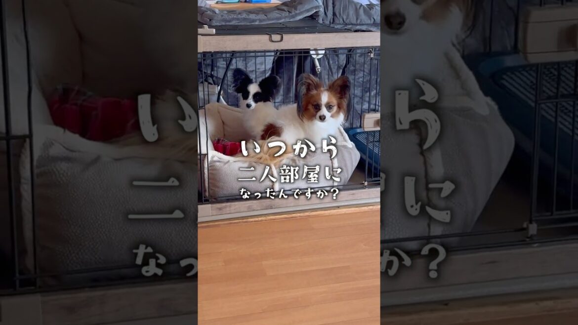 溺愛する兄犬　 #パピヨン #papillon #可愛い　#子犬お迎え