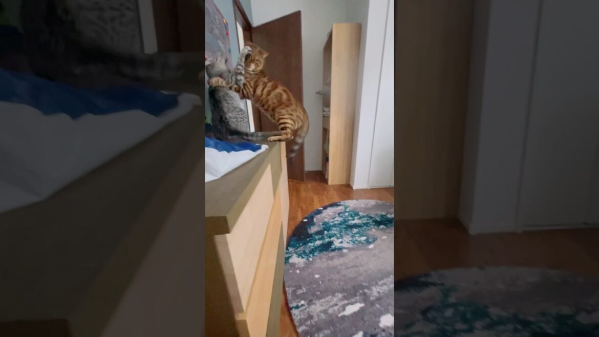 仲良し猫プロレス🐈🐈‍⬛#癒し動画 #cat #猫のいる暮らし #cute #bengalcat #ocicat #仲良し猫#ねこ