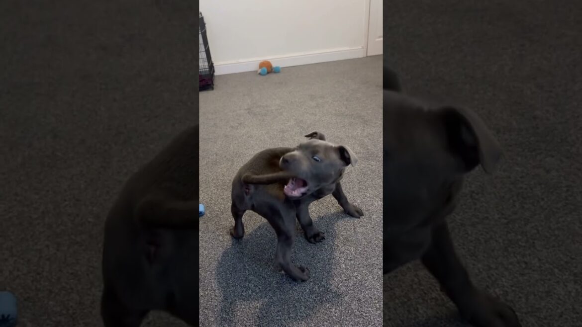 Watch my baby staffy grow up 🥹 #shorts