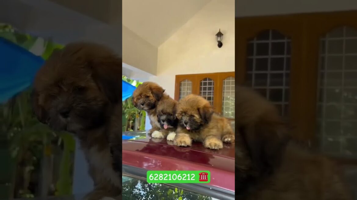 lhasa apso puppies available | Lhasa apso sale | Lhasa apso puppies sale kerala | shitzu Lhasa