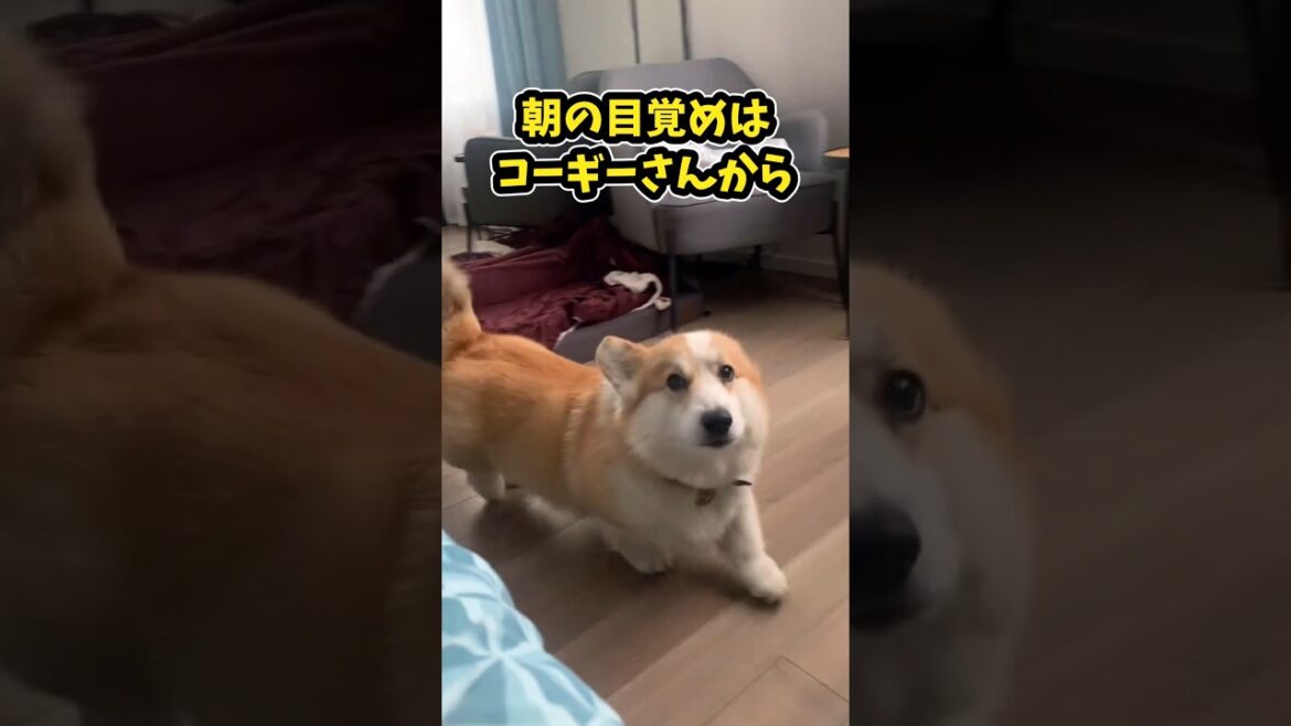 仕事で疲れたお前らに贈る笑いと癒しのコーギー5選ww #コーギー #笑える #癒し #コーギーのいる暮らし #犬のいる生活 #犬のいる暮らし