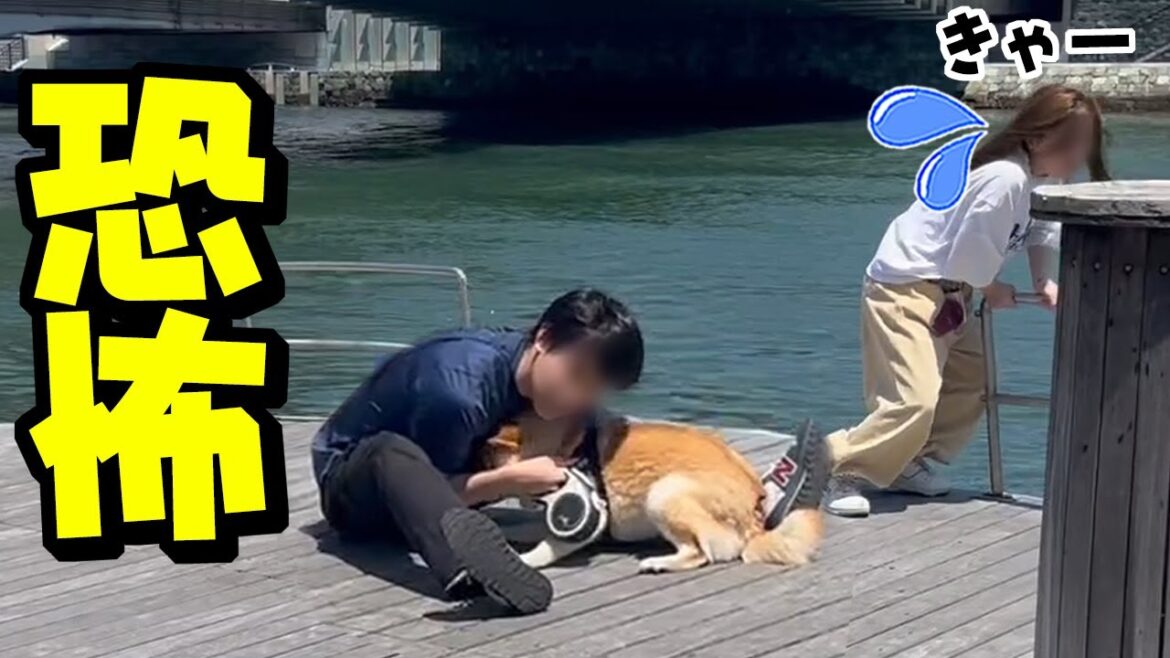 散歩中に恐怖の事態が…想定外の激しい揺れに怯える柴犬