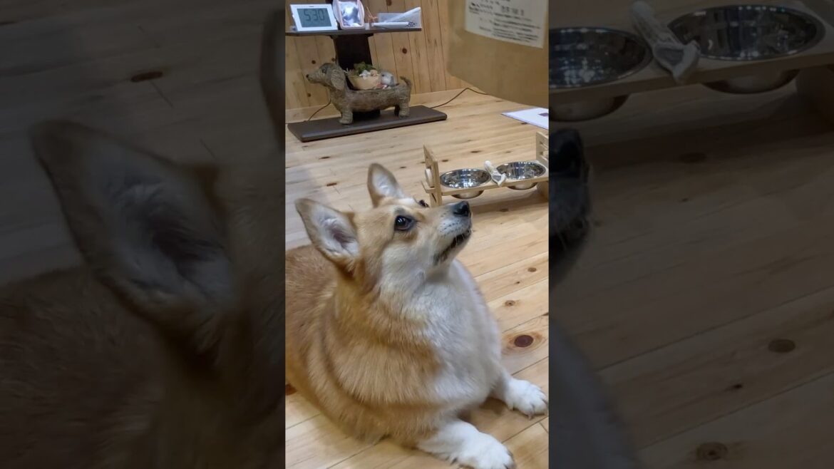 オヤツを欲しがるコーギー / A Corgi wanting a treat. #コーギー #corgi #サクラ