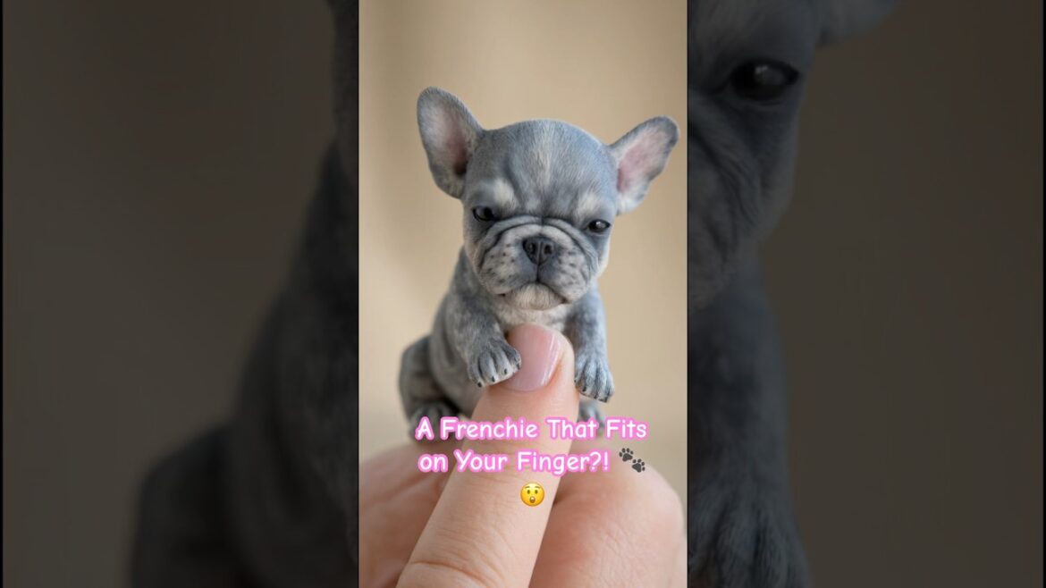 A Frenchie That Fits on Your Finger?! 🐾😲