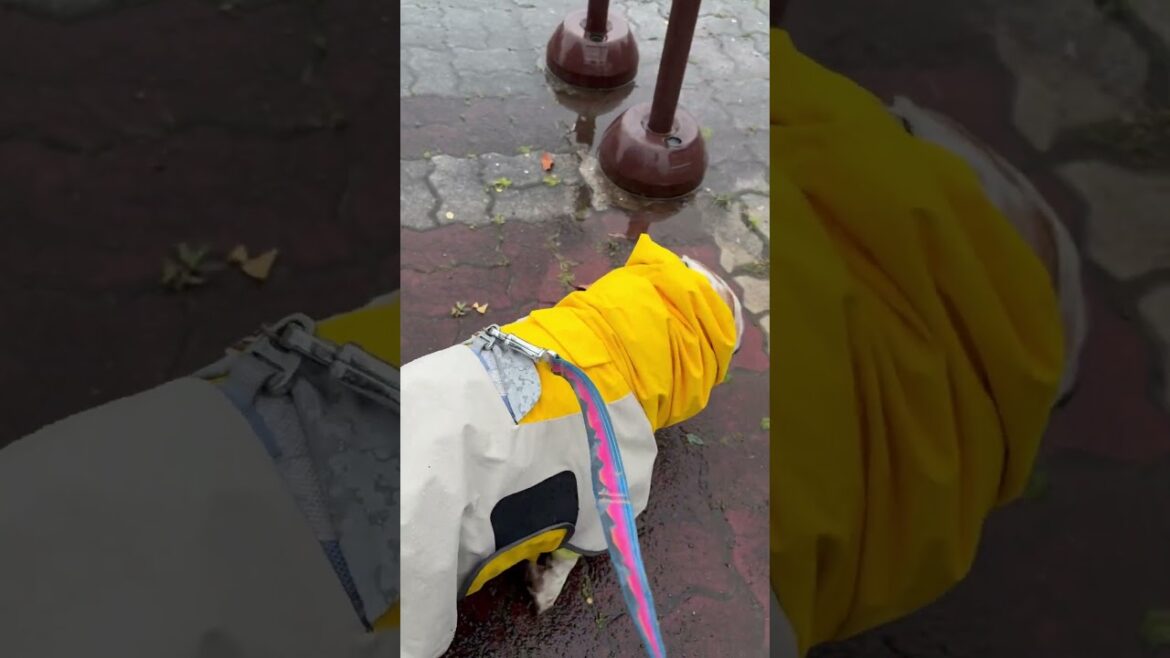 #bassethound #labradorretriever #バセットハウンド #ラブラドールレトリバー #大型犬 #