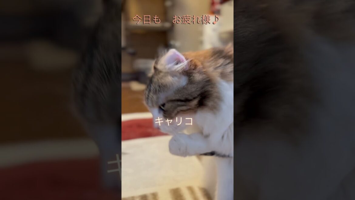 今日もお疲れ様です♪ #shorts #アメリカンカール #cat #猫のいる暮らし