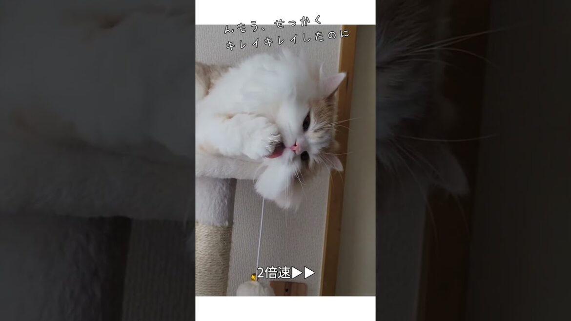 潔癖猫の握手会？！ #ラガマフィン #cat