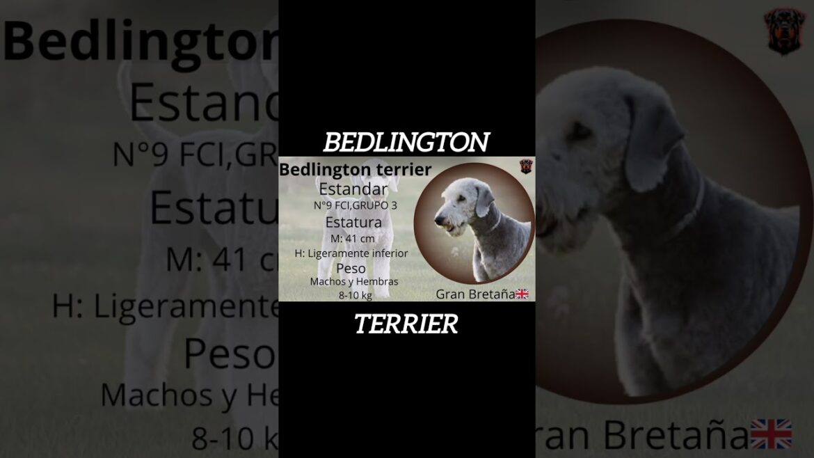 El Bedlington terrier: la raza con la ID #9 del FCI #shorts
